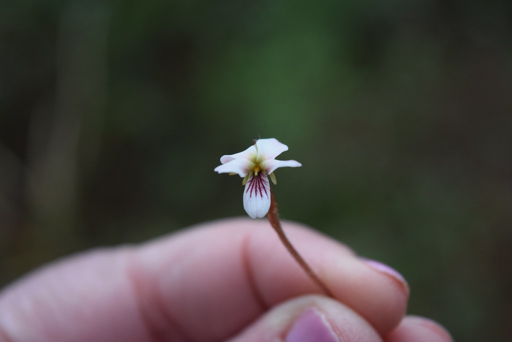 Viola blanda