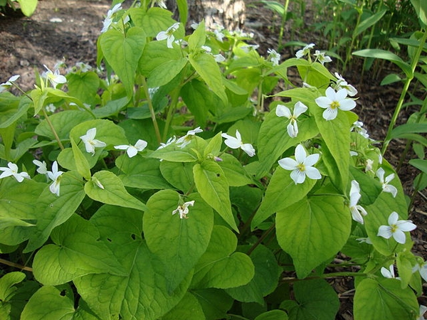Viola canadensis