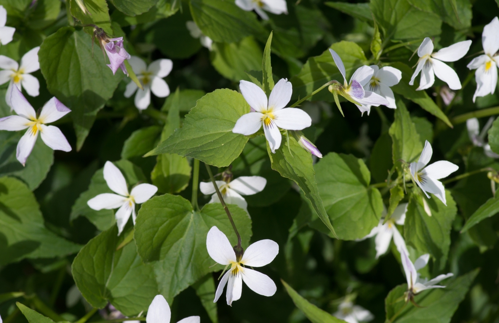 Viola canadensis