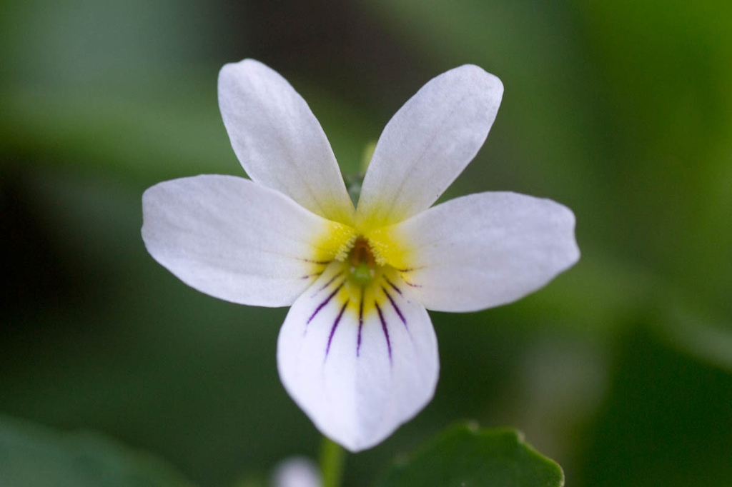 Viola canadensis