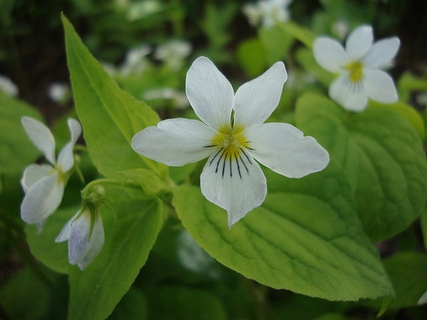 Viola canadensis