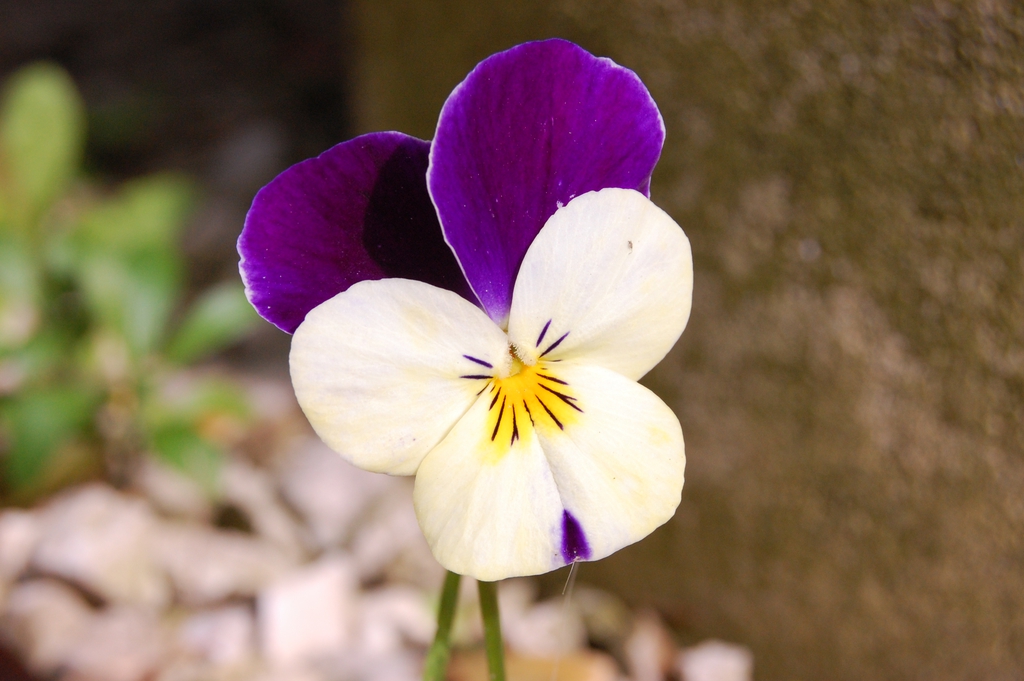 Violet and yellow multicolored flower