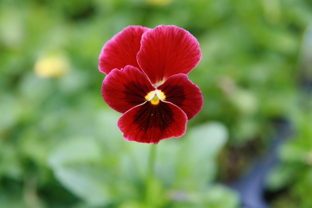 Pansy-like violet flower with broad petals.