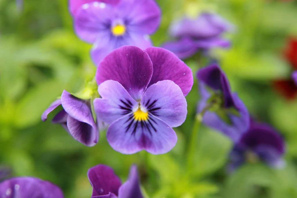 Pansy-like violet flower with broad petals.