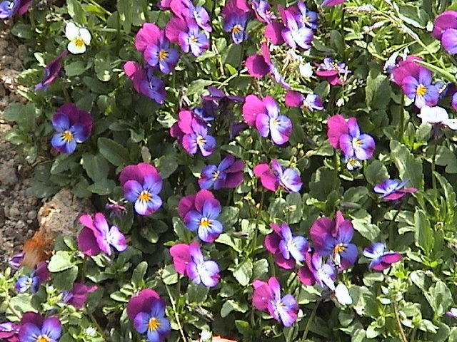 Violet and yellow multicolored flower