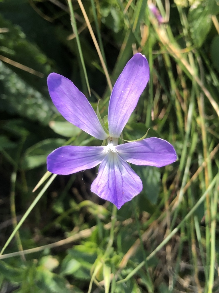 purple violet flower with two narrow upper petals.