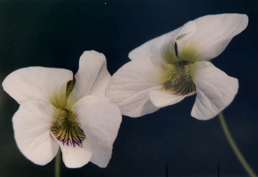 Viola cuculata 'Striata Alba'