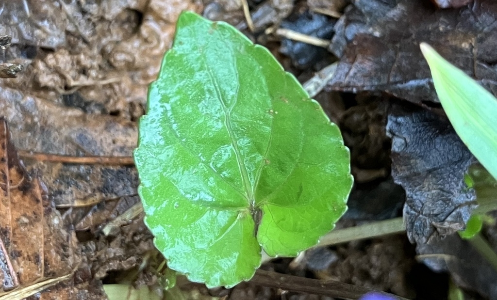 Heart-shaped leaf with lower lobes curled inward.