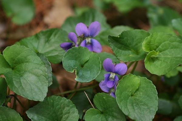 Heart-shaped leaves & purple flowers.