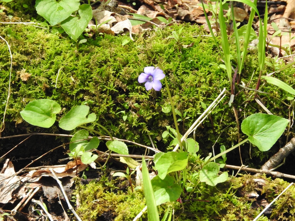 Heart-shaped leaves & purple flower on long scape.