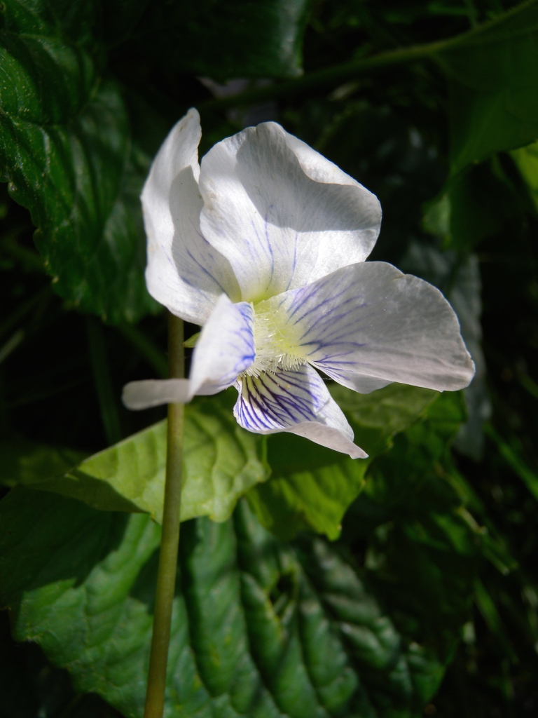 Viola cucullata Flower