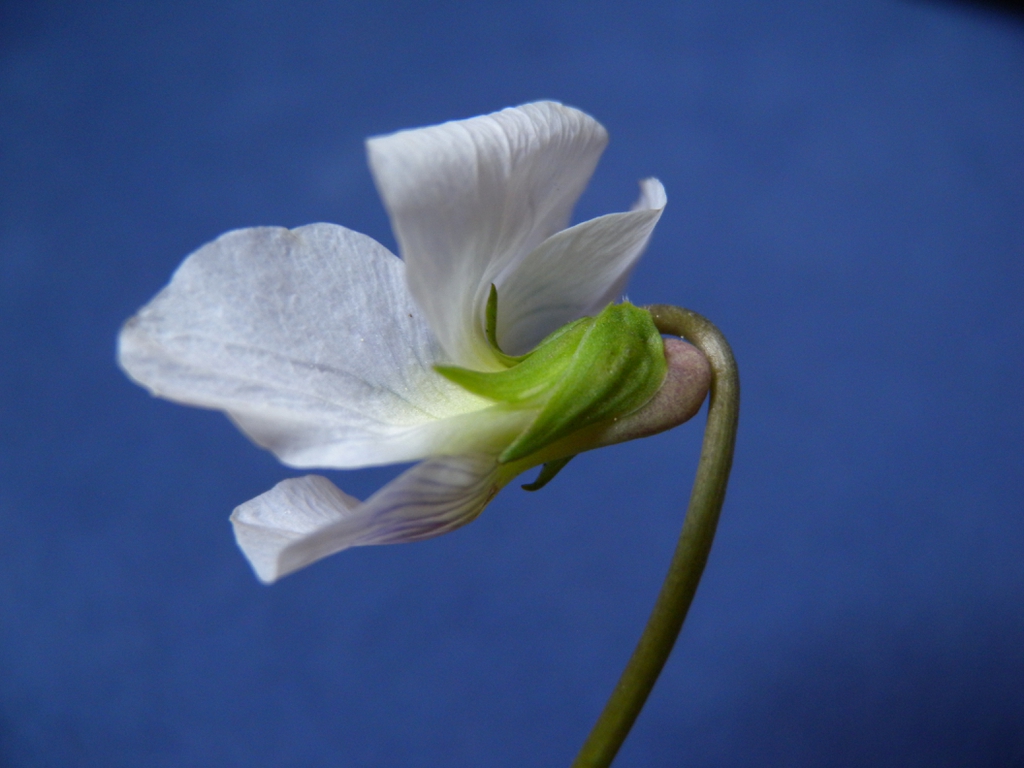 Viola cucullata Flower