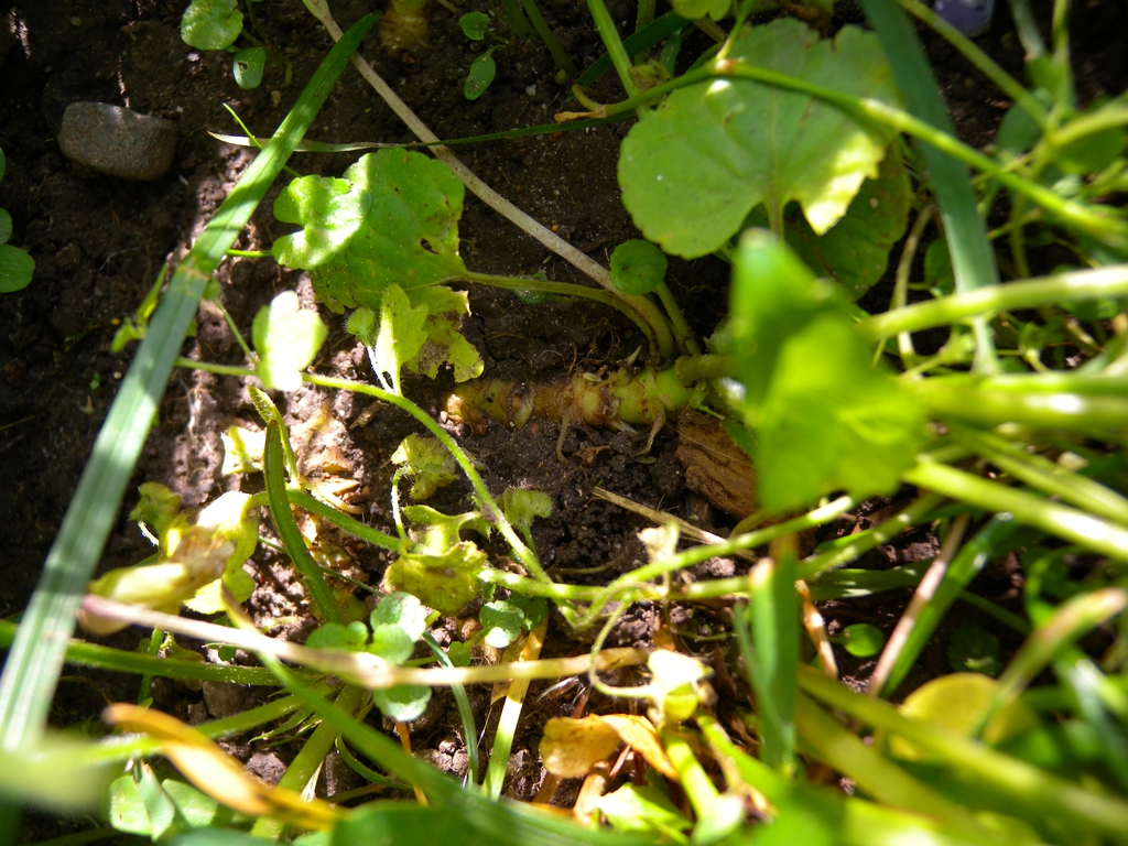 creeping rhizome and heart-shaped leaves.