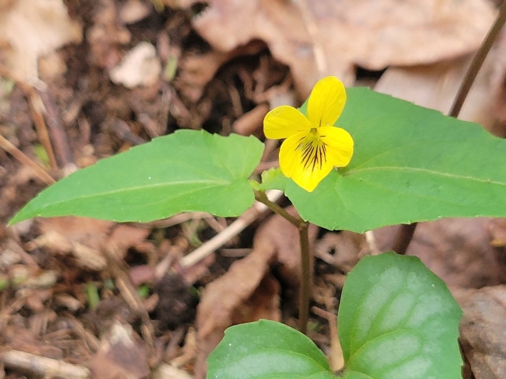 Yellow violet flower subtended by green, triangular leaves.