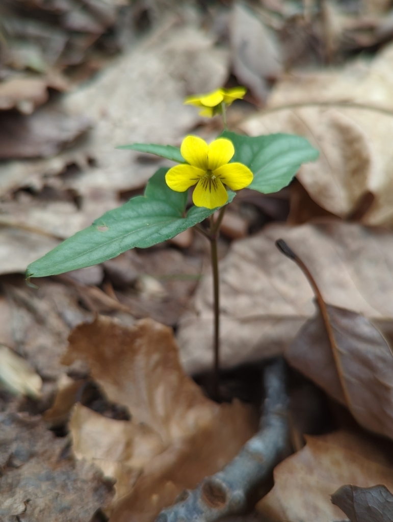 Yellow violet flower subtended by a pair of triangular leaves.