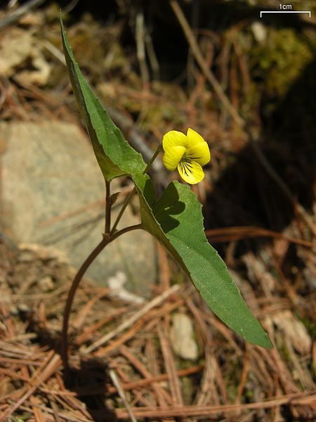 Viola Hastata