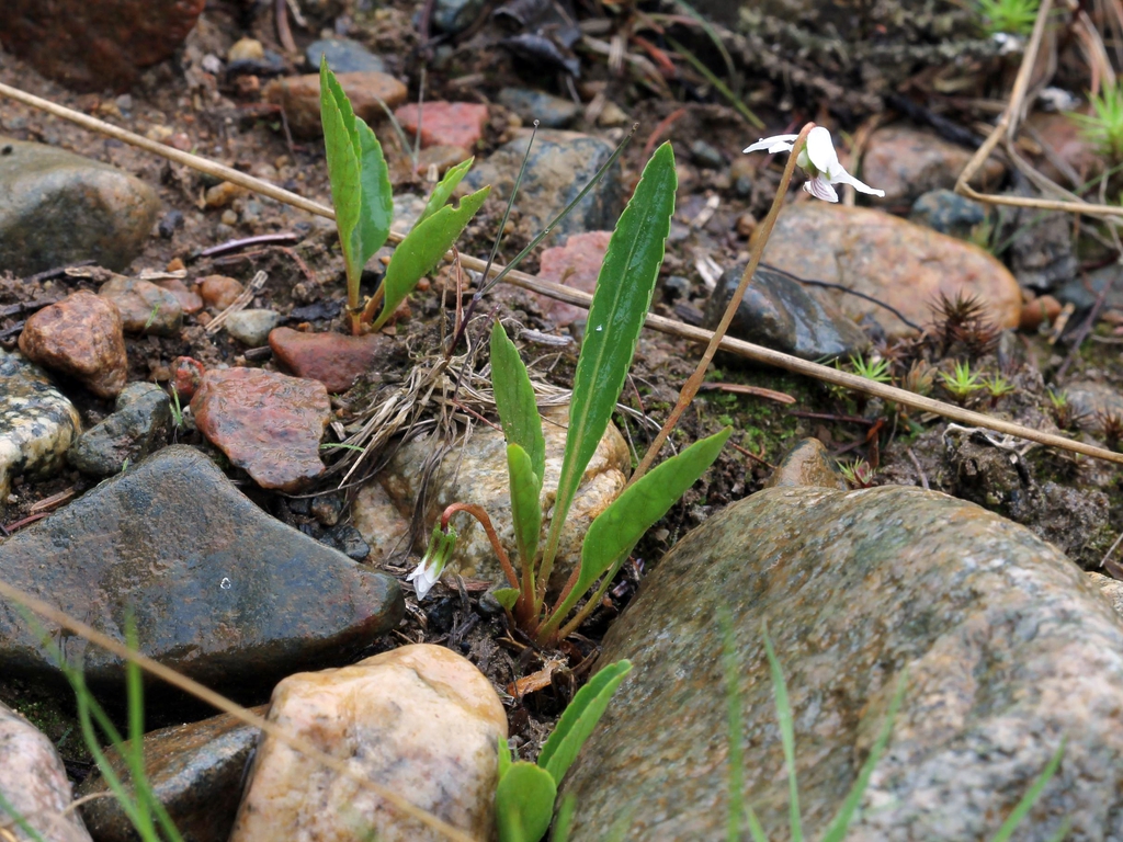 Viola lanceolata