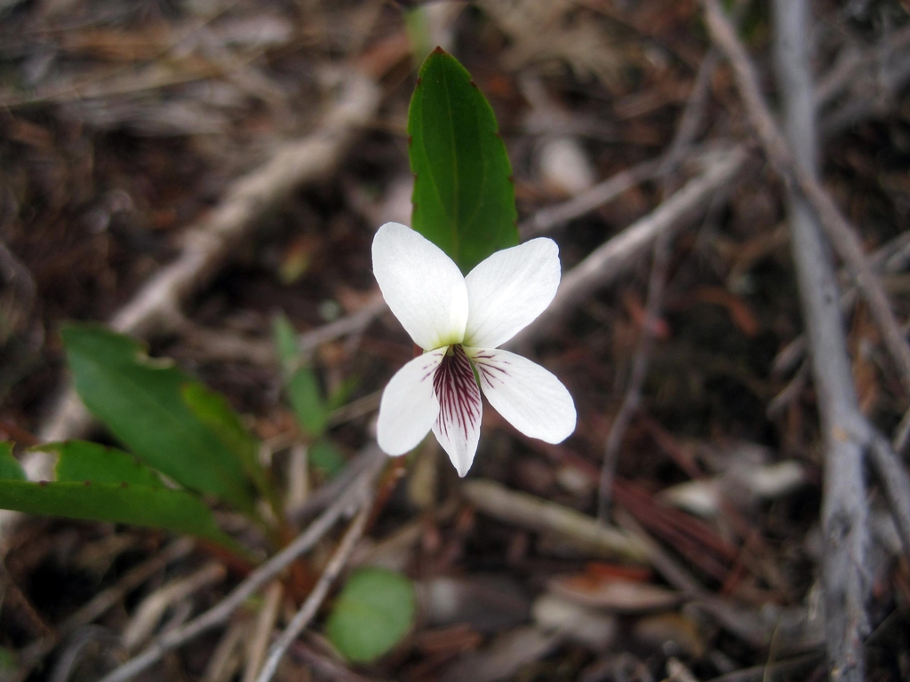Viola lanceolata
