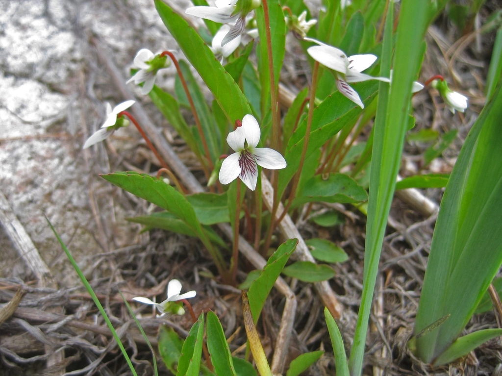 Viola lanceolata