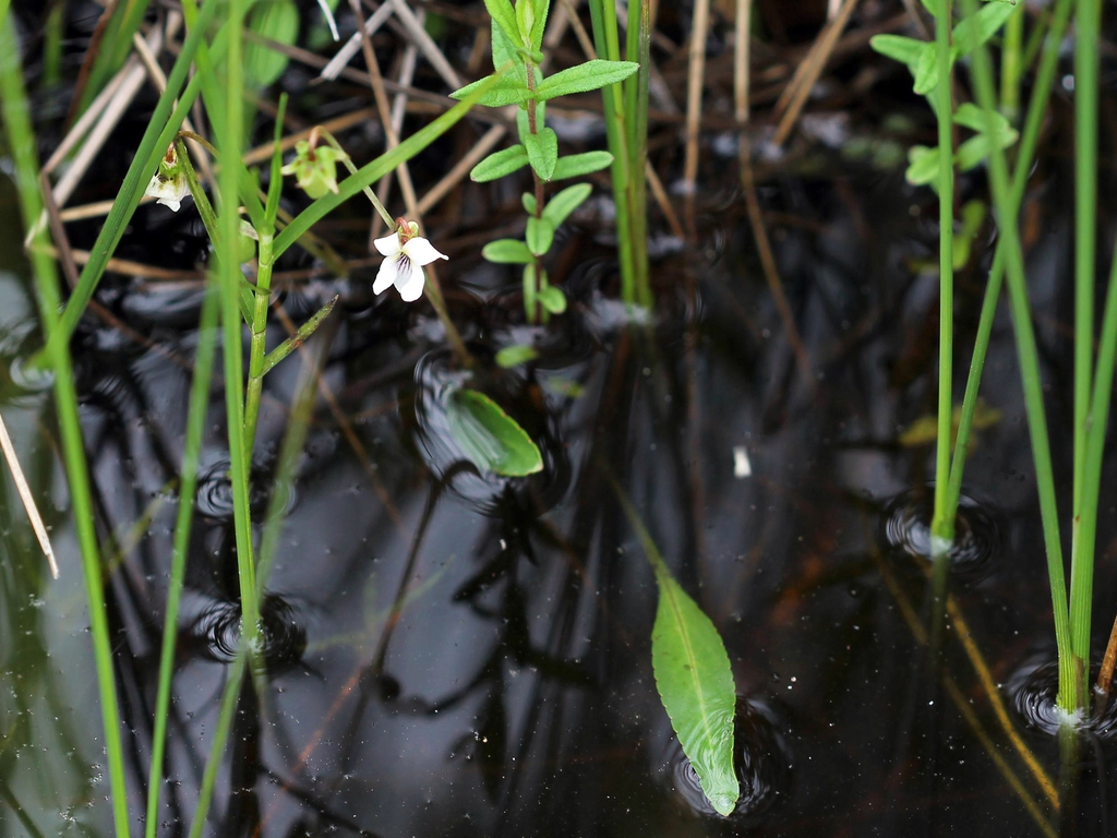 Viola lanceolata
