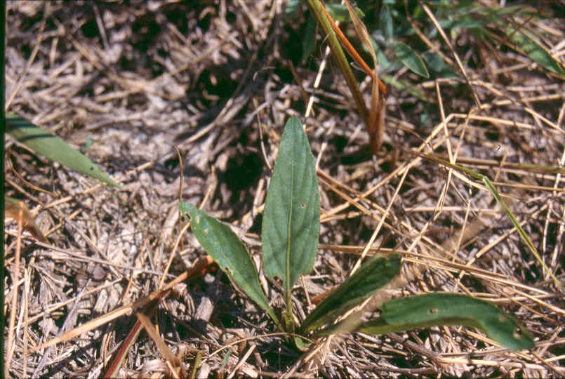 Viola lanceolata