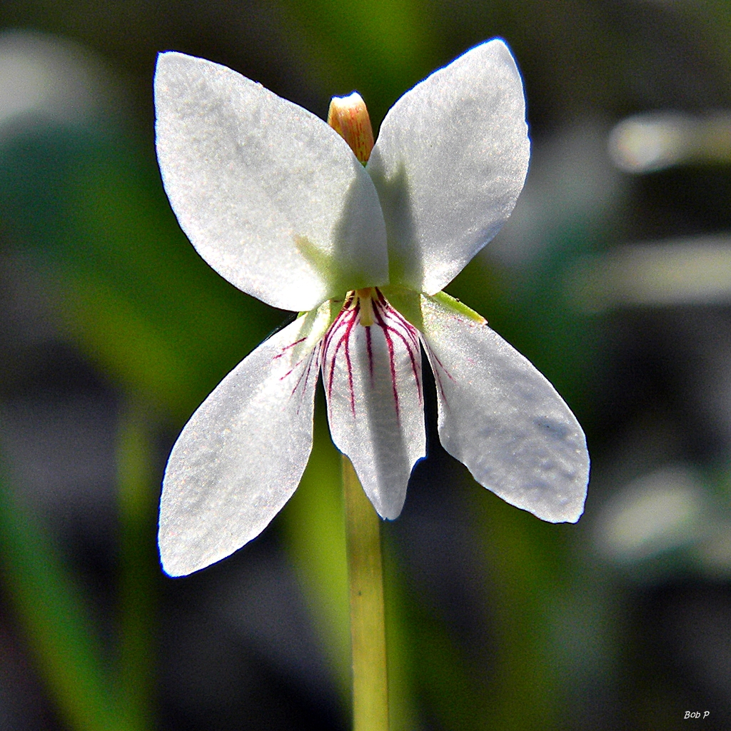 Viola lanceolata (backlit)