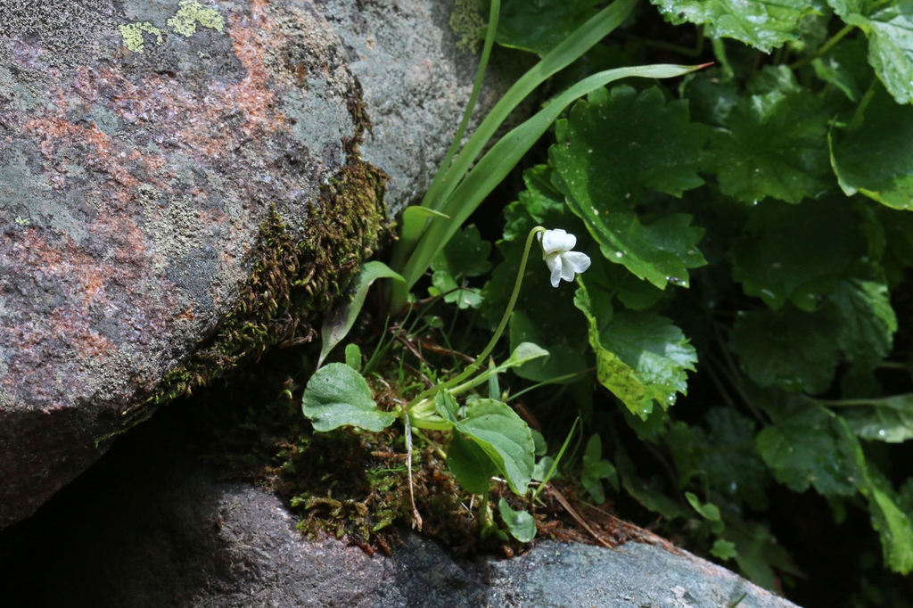 Viola macloskeyi
