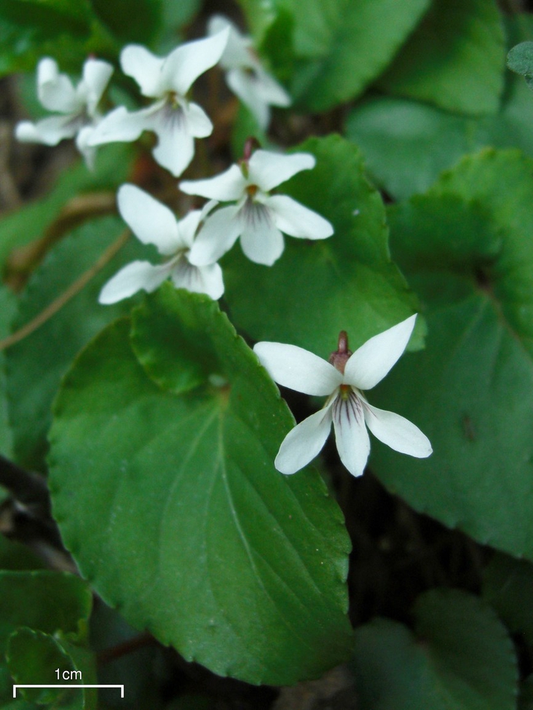 Viola macloskeyi