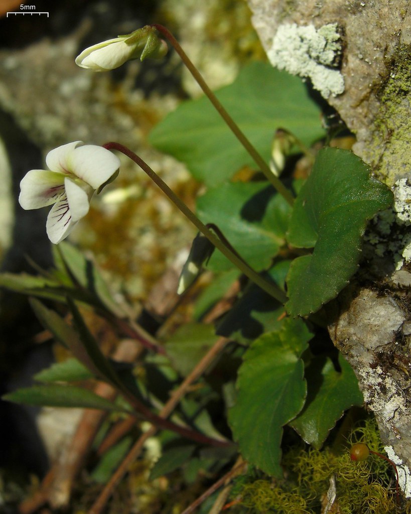 Viola macloskeyi
