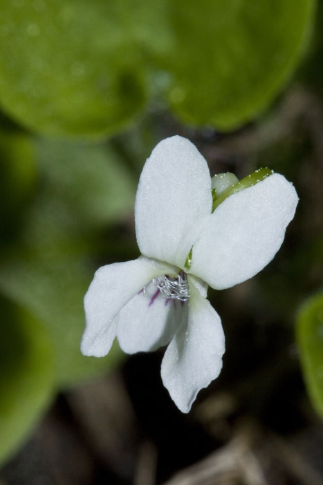 Viola macloskeyi