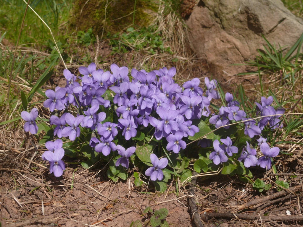 In Full Flower
