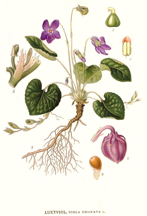 Botanical Illustration