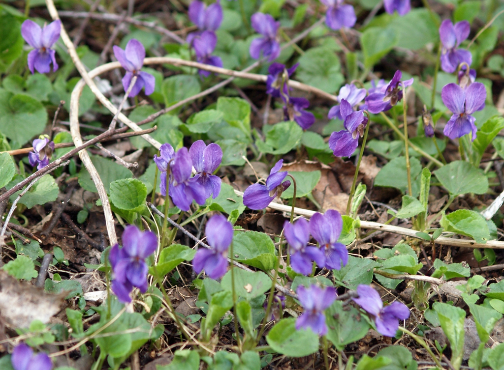 Multiple Plants
