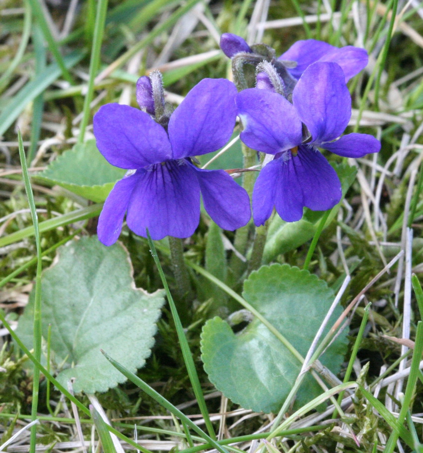 Whole plant