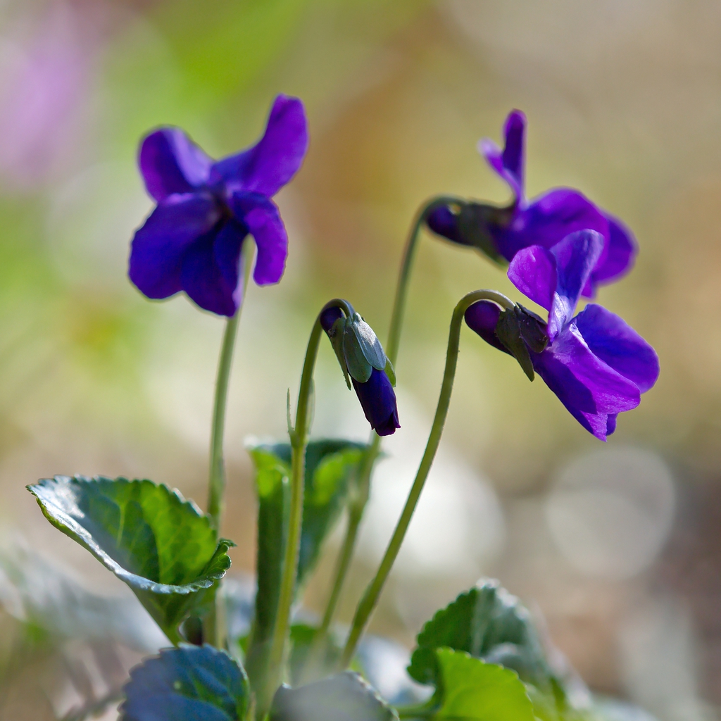 Side View of Flowers