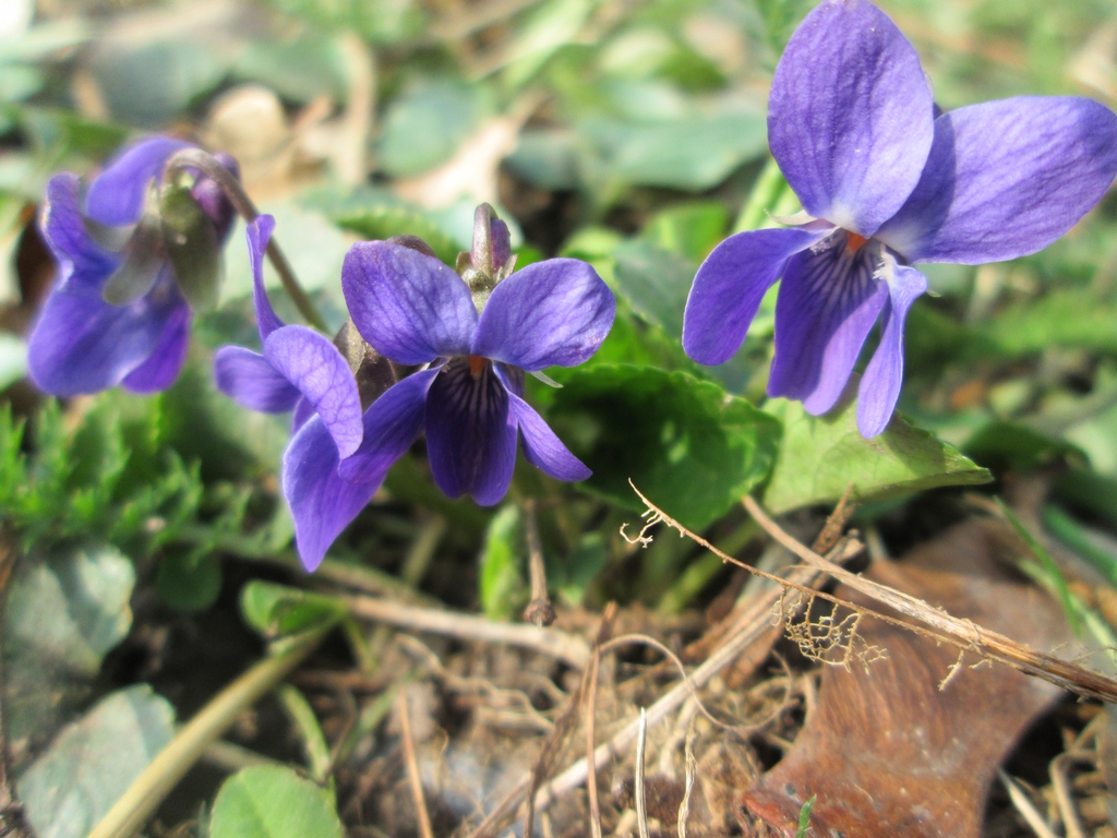 Viola odorata