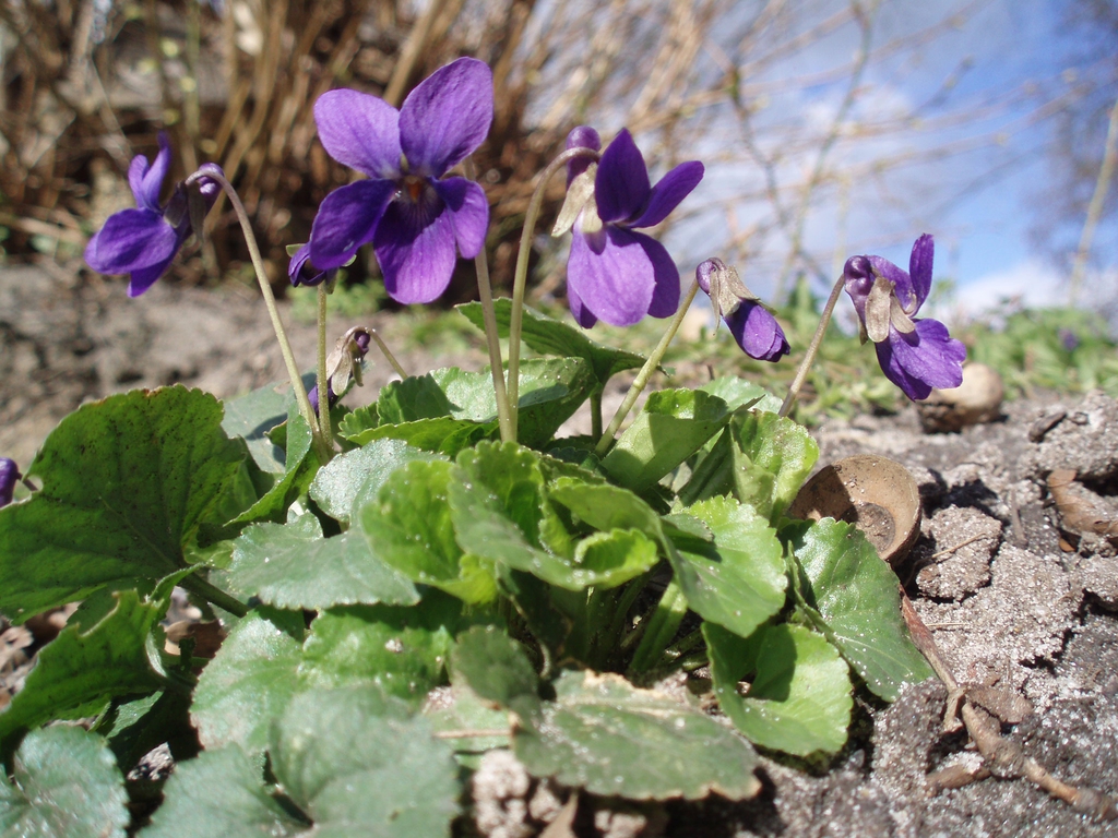 Viola odorata