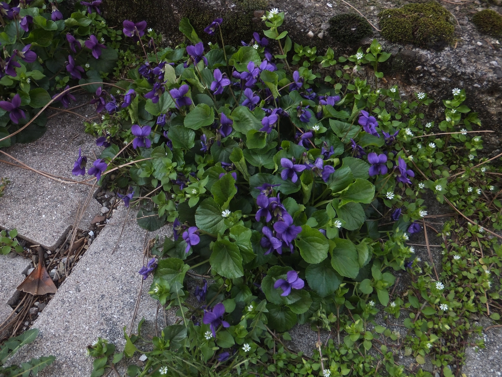 Viola odorata