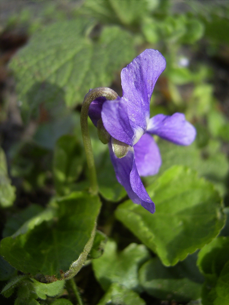 Viola odorata