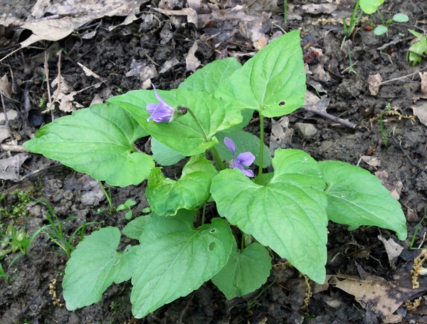 Viola papilionacea