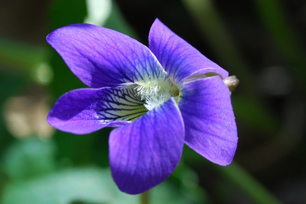 Viola papilionacea