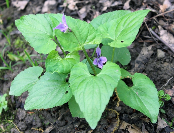 Viola papilionacea
