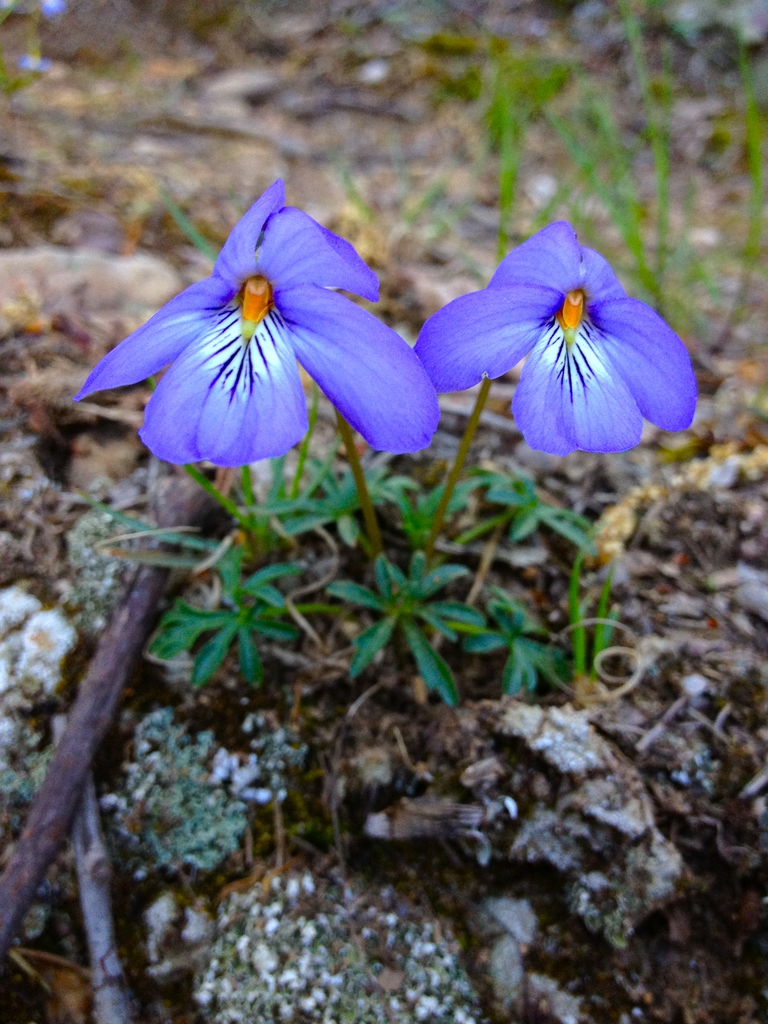 Viola pedata Bird-Foot Violet