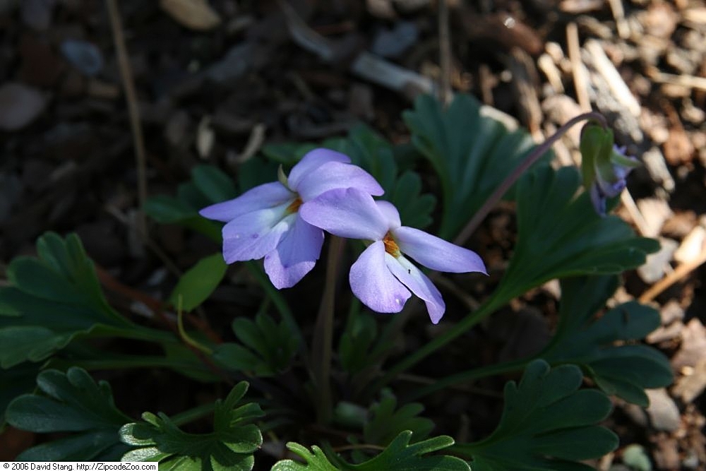 Viola pedata