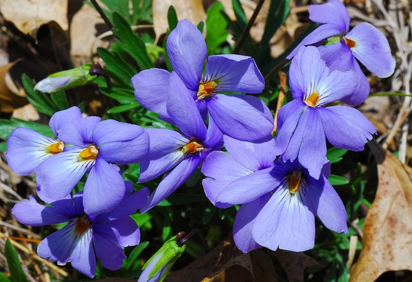 Viola pedata