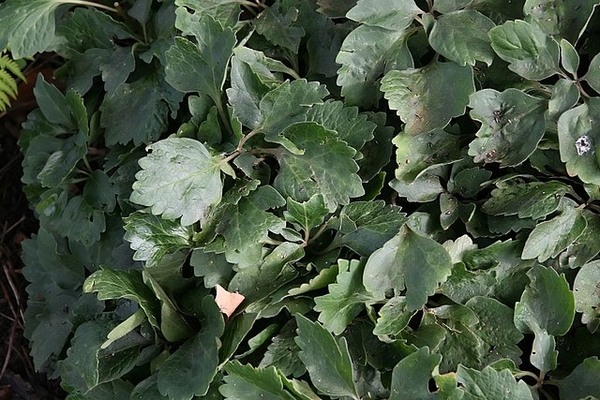 Viola pedata