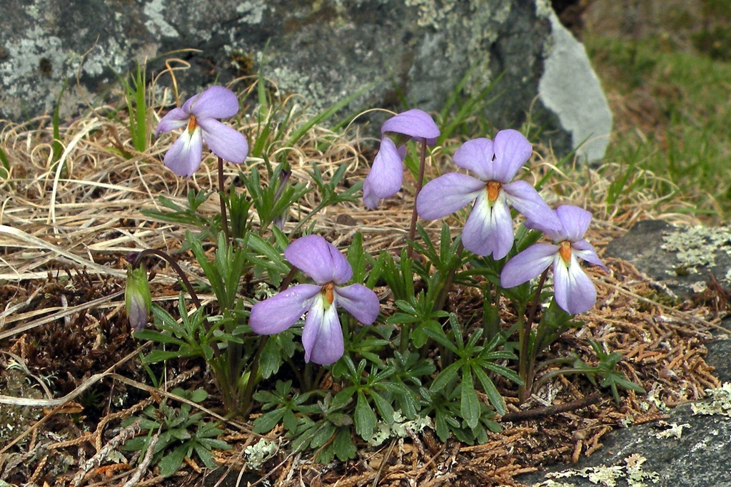 Viola pedata (bird-foot violet)