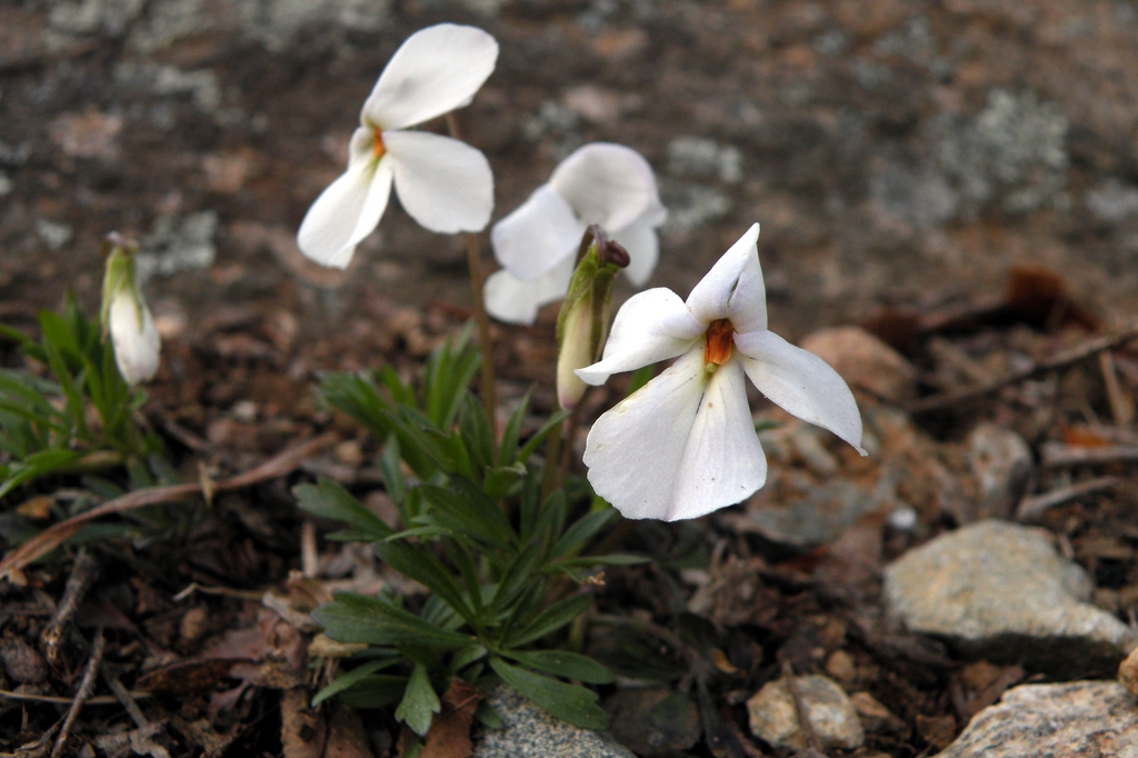 Viola pedata Bird-Foot Violet