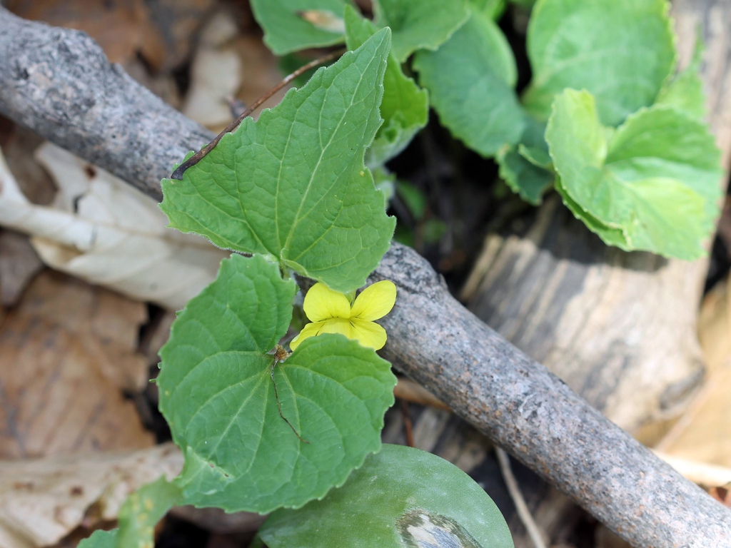 Viola pubescens