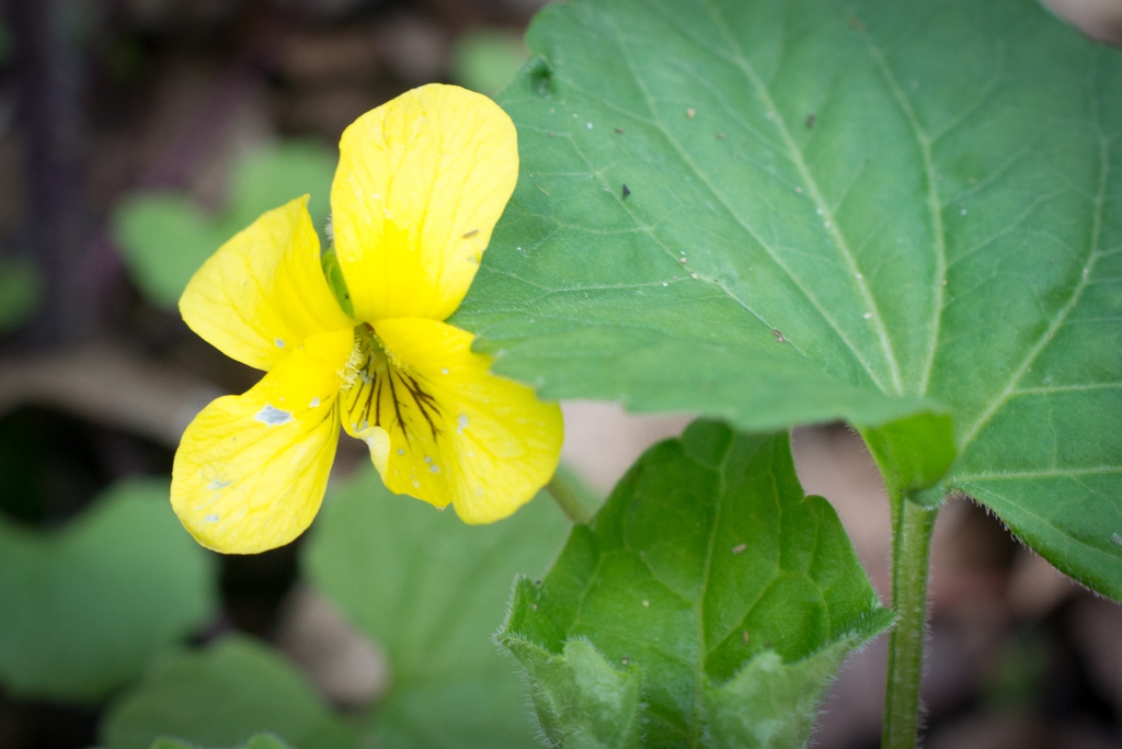 Viola pubescens